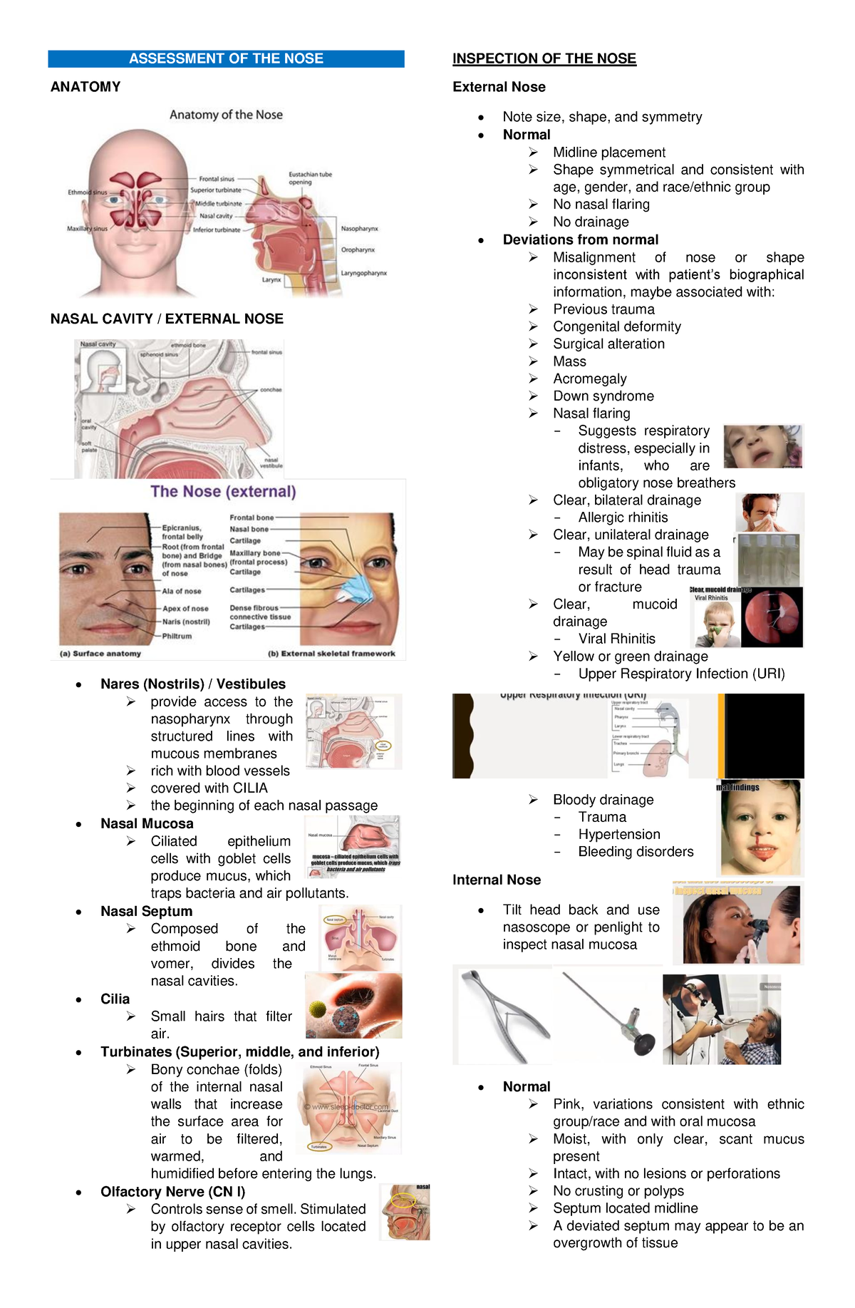 Assessment of the Nose - ASSESSMENT OF THE NOSE ANATOMY NASAL CAVITY ...