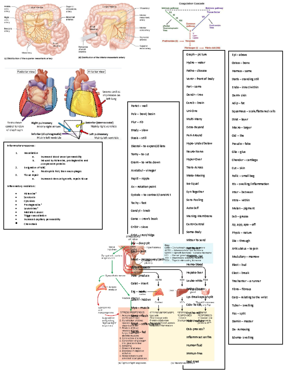 Final Exam Cheat Sheet - Graph – picture Hydro – water Patho – disease ...