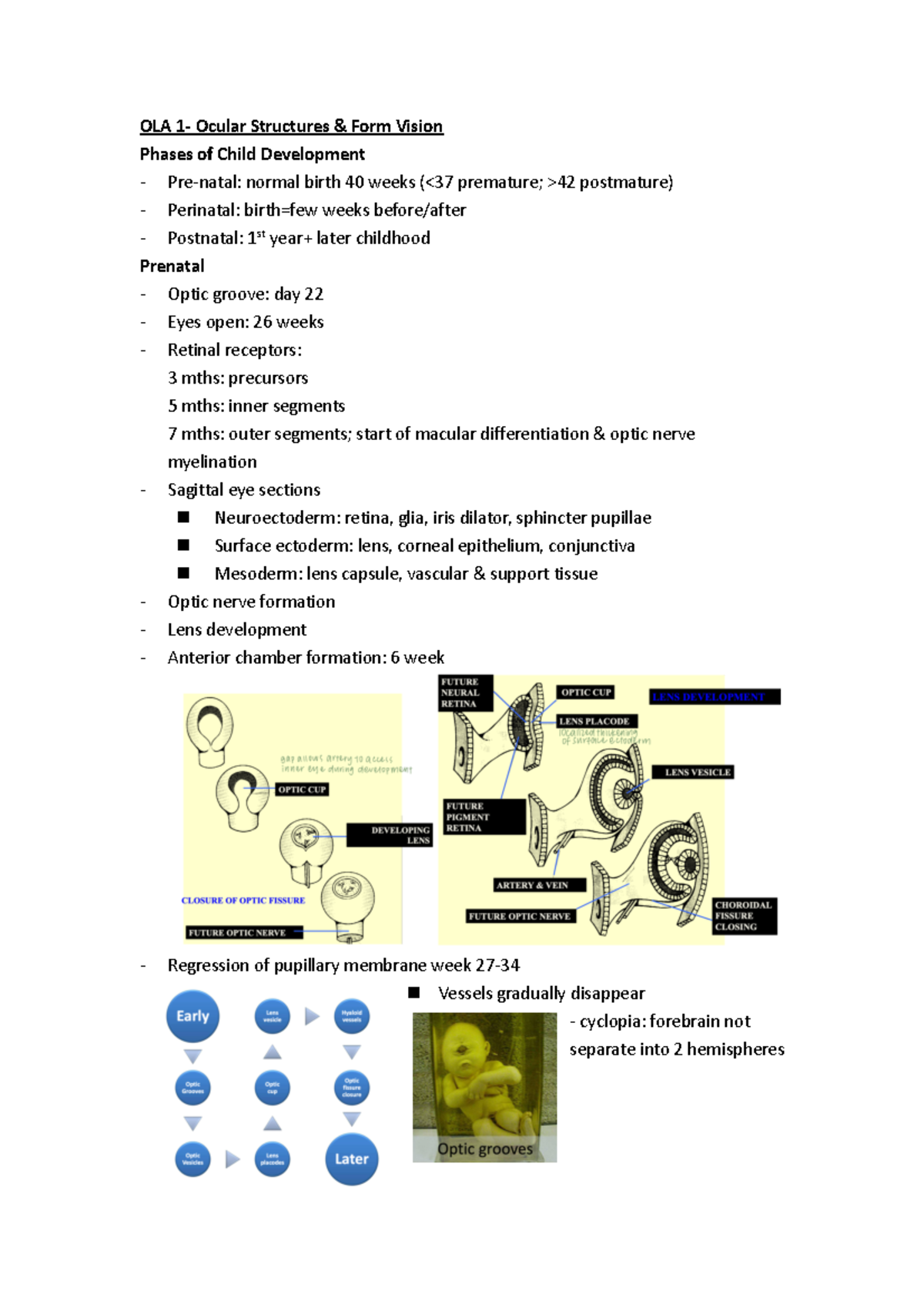 Binocular Vision Notes OLA 1 Ocular Structures & Form Vision Phases of Child Development