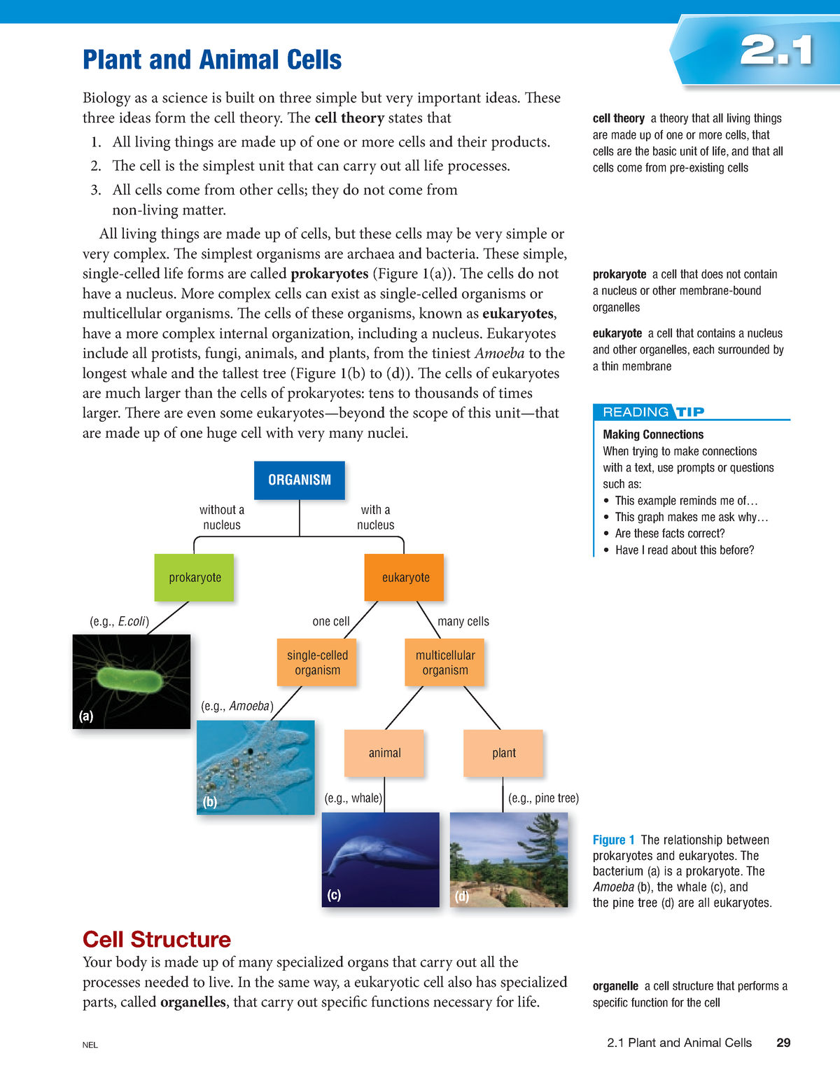 Sp10 c02 2 1 - Textbook - Plant and Animal Cells 2. Biology as a ...