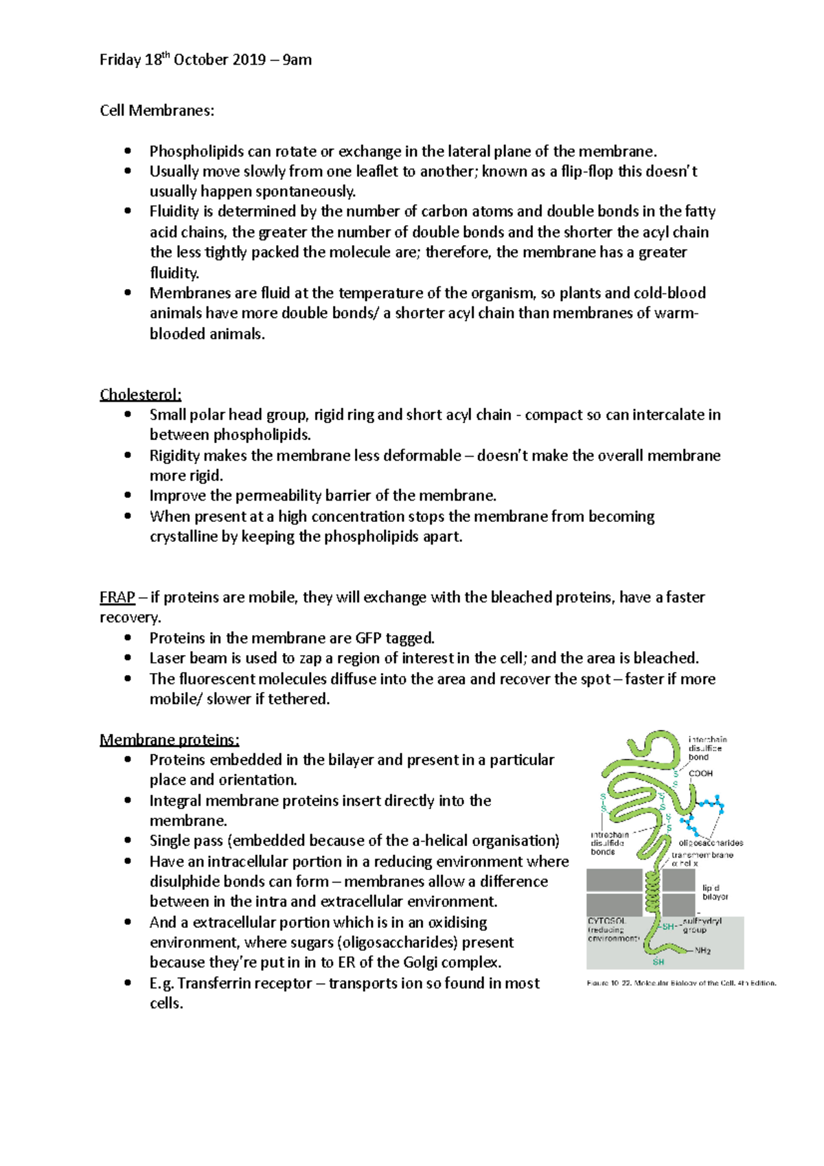 Cell and Molecular Biology L19 - Friday 18th October 2019 – 9am Cell