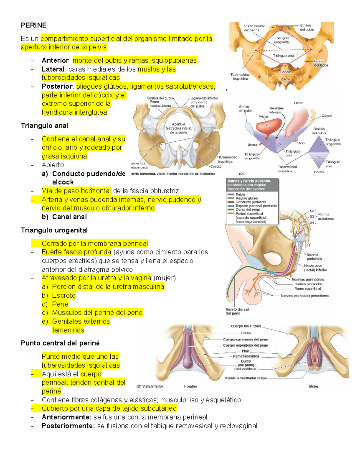 Perine - Resumen Moore. Fundamentos de Anatomía Con Orientación Clínica ...