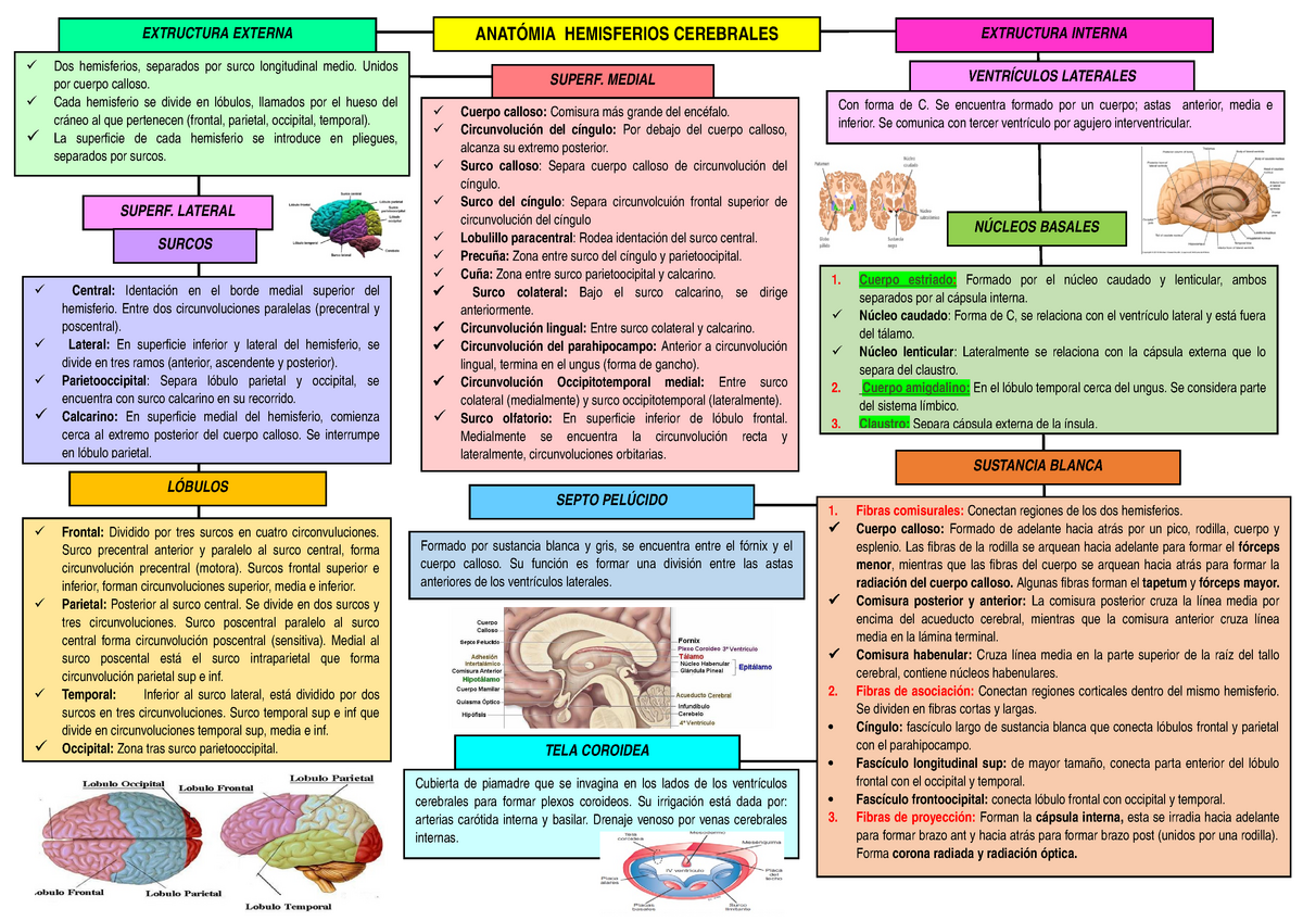 Arriba Imagen Mapa Mental Hemisferios Cerebrales Abzlocal Mx