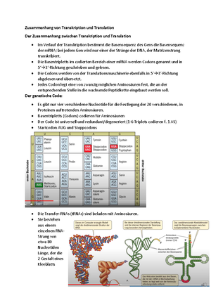 Zusammenhang Von Transkription Und Translation Studocu
