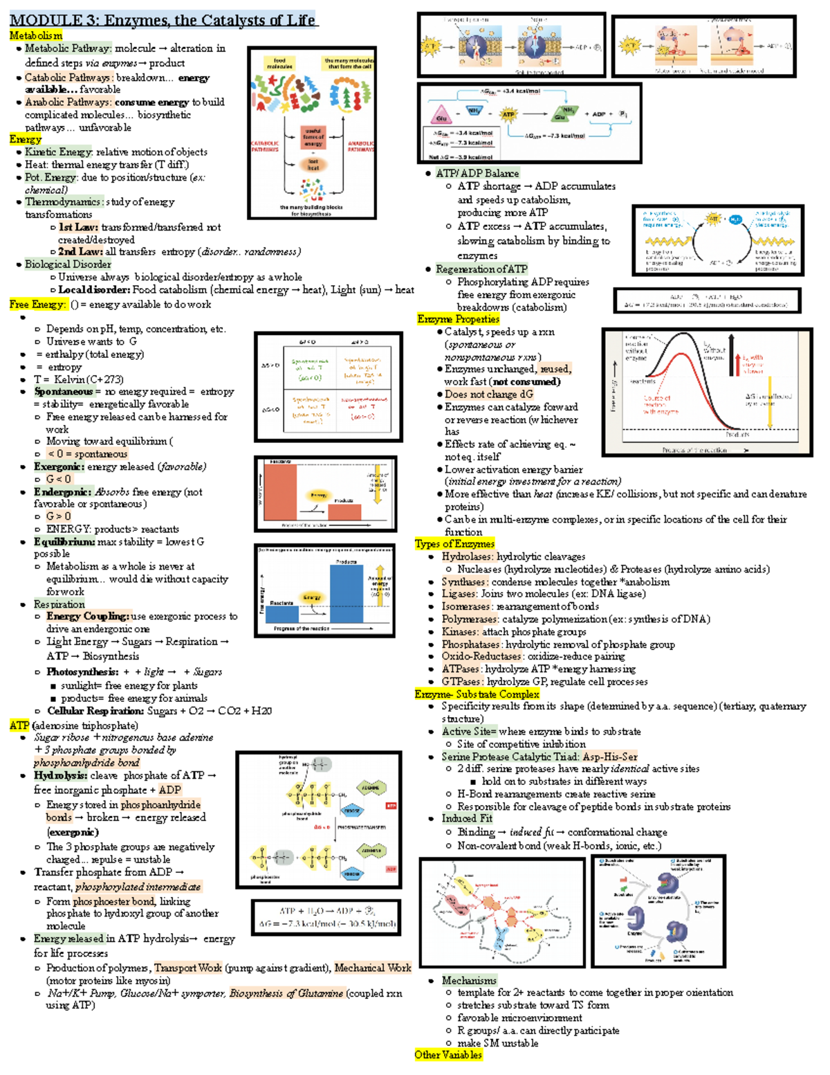 Study Guide 78 Lecture notes for lectures 78 MODULE 3 Enzymes