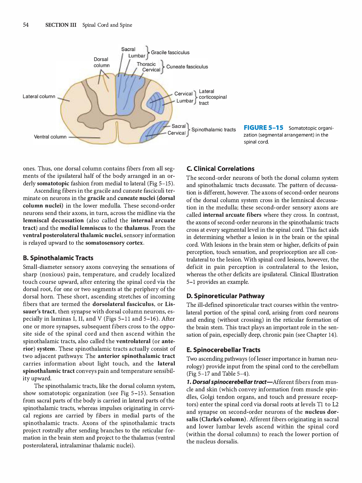 Clinical Neuroanatomy Section Iii Spinal Cord And Spine G Racile Fasciculus Dorsal