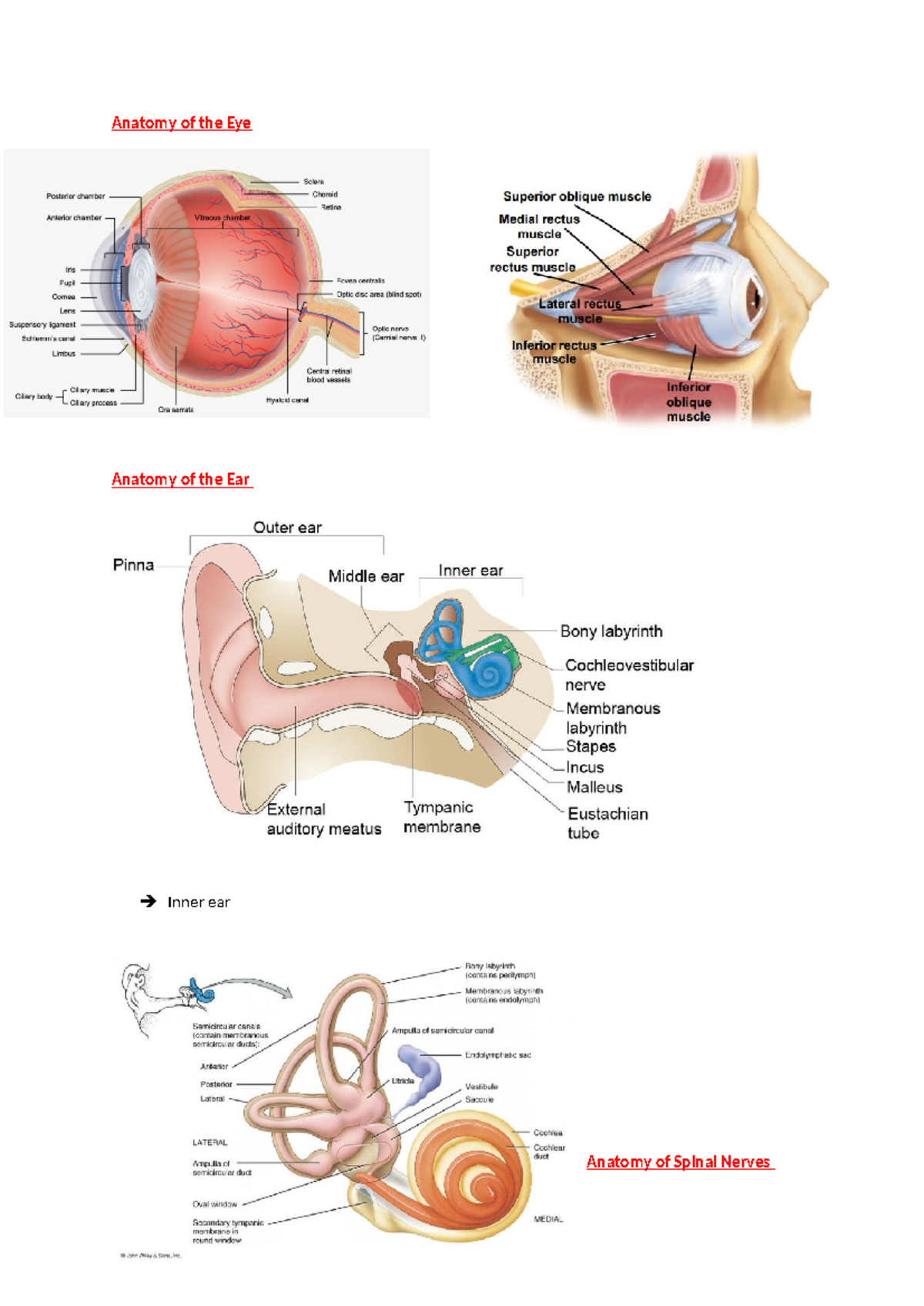HAP 2 spot test 2 diagrams - Anatomy of the Eye Anatomy of the Ear ...