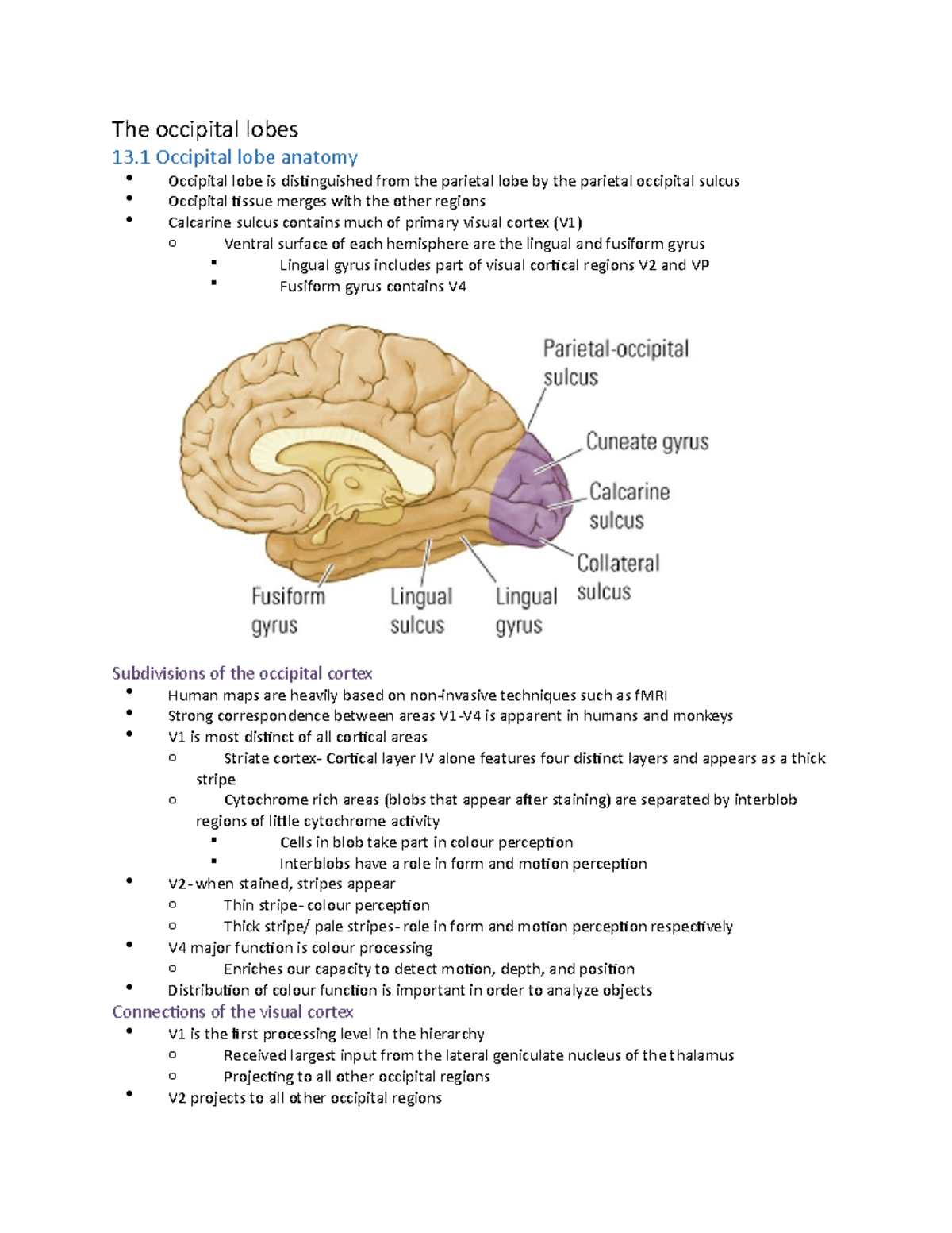 Chapter 13-occipital lobes - The occipital lobes 13 Occipital lobe ...