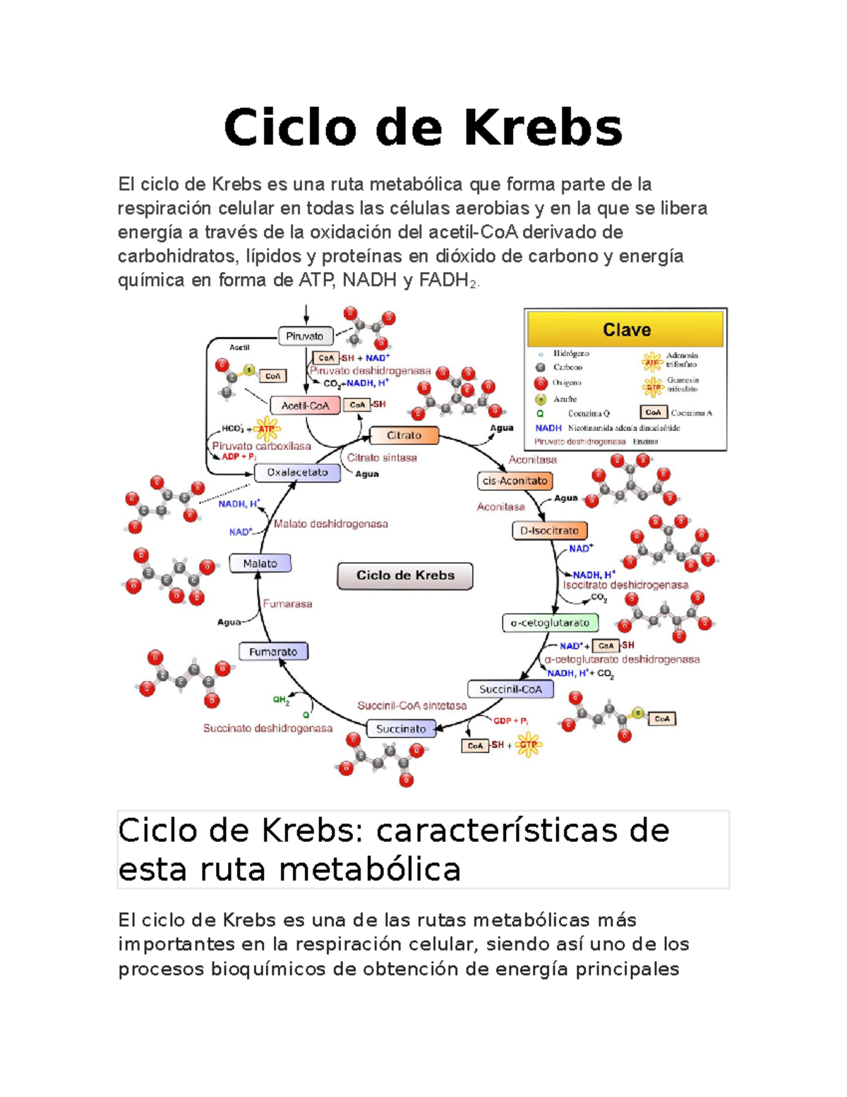 Ruta Metabolica De Ciclo De Cre Ciclo De Krebs El Ciclo De Krebs Es Una Ruta Metabólica Que 4513