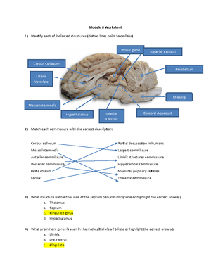 Allen Brain Atlas Project - Allen Brain Atlas The Subthalamic Nucleus ...