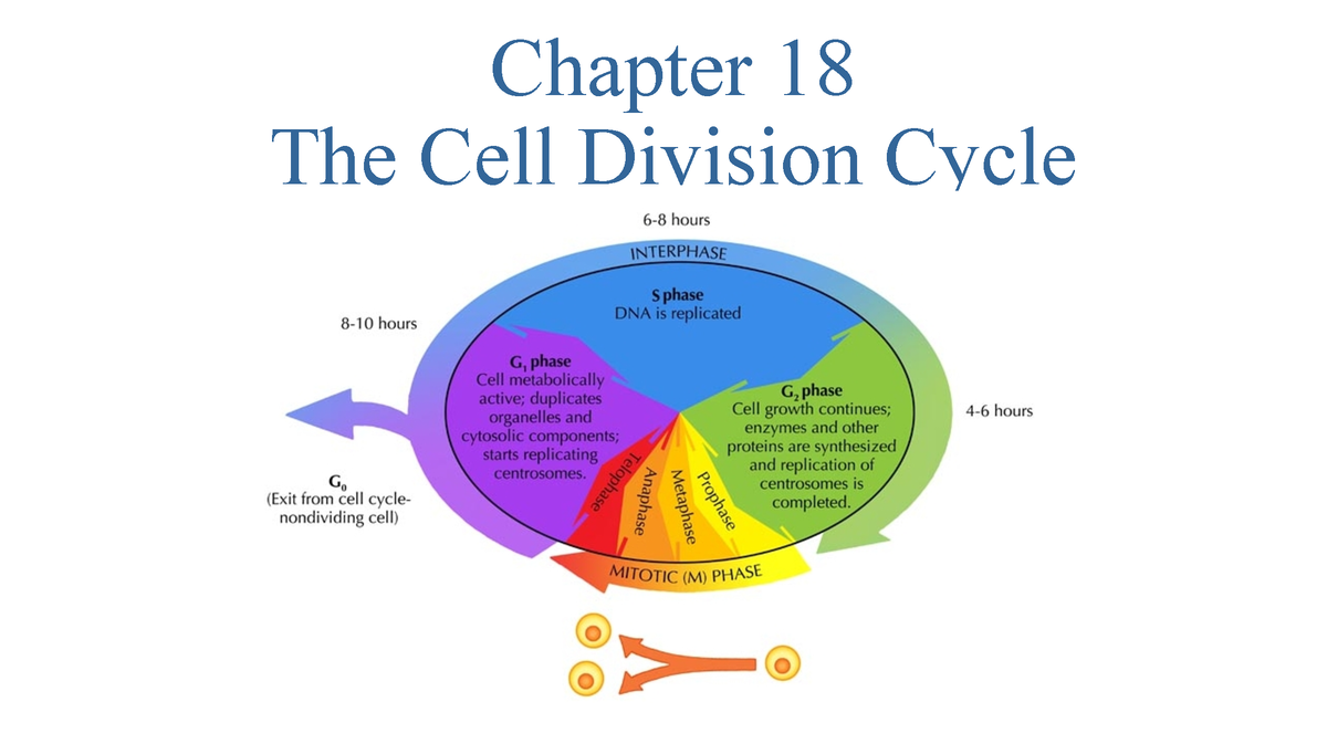 cell division cycle