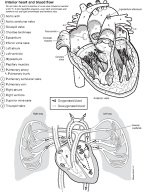 Chapter 20: Blood The Cardiovascular System - CHAPTER NINETEEN The ...