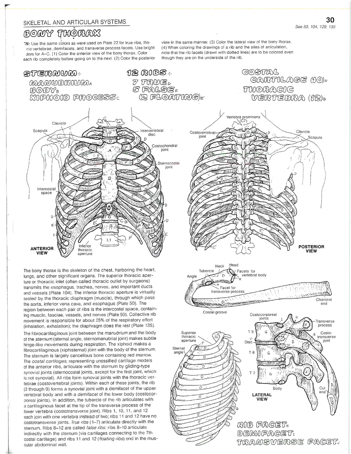 bones coloring worksheet - HSC 1100 - Studocu