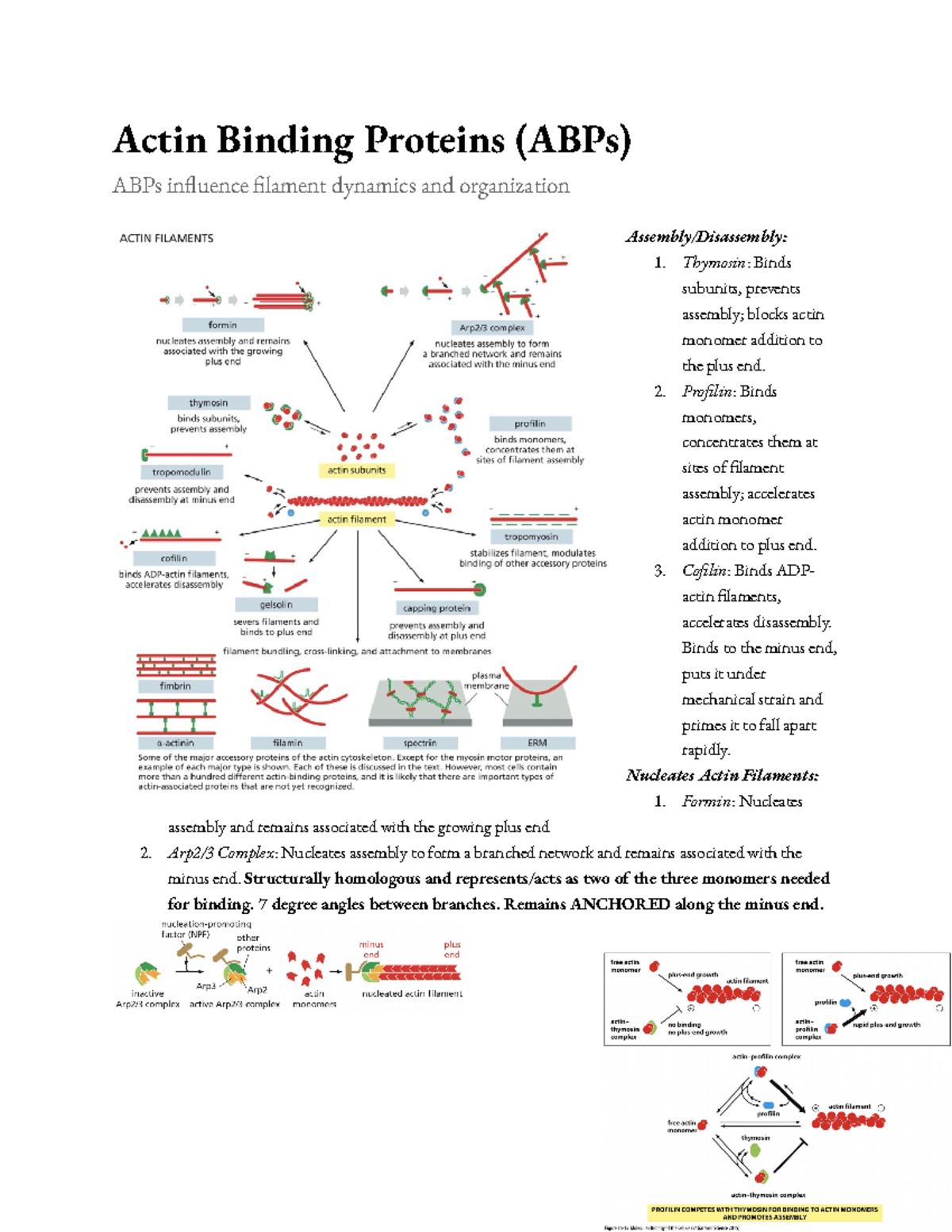 ActinBinding Proteins Actin Binding Proteins (ABPs) ABPs influence