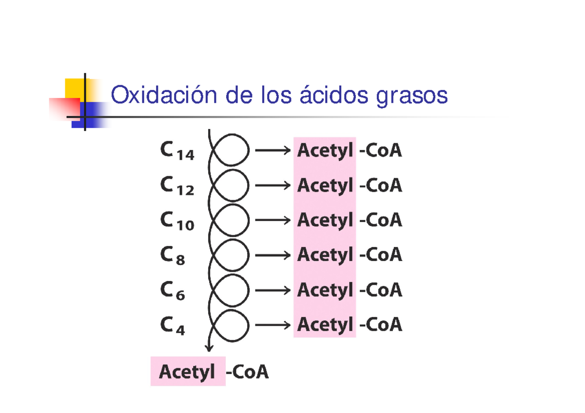 Oxidación De Los ácidos Grasos Metabolismo De Los ácidos Grasos La Degradación Y Síntesis De 4617