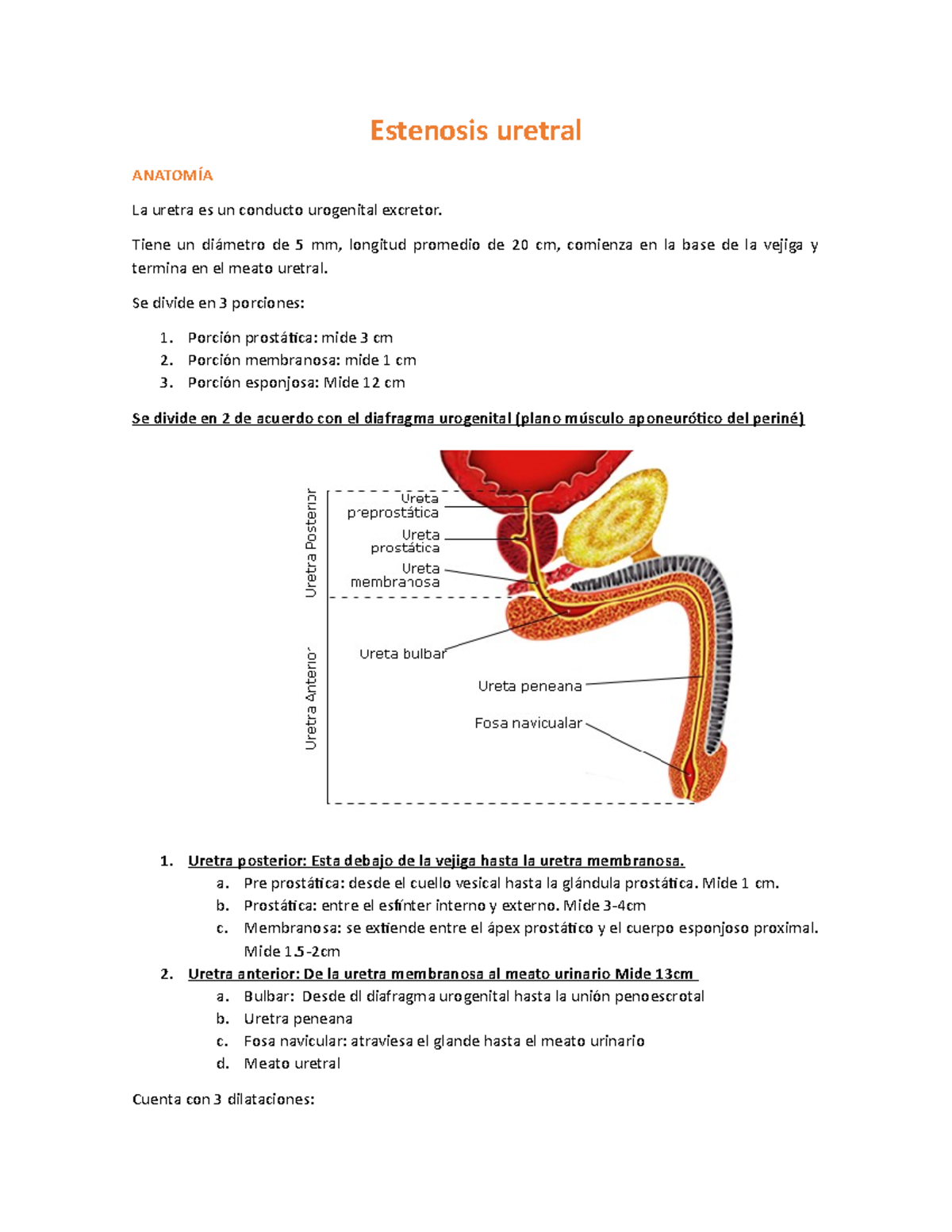 Estenosis uretral Generalidades de nefrourología Estenosis uretral ANATOMÍA La uretra es un Estenosis uretral Generalidades de nefrourología Estenosis uretral ANATOMÍA La uretra es un