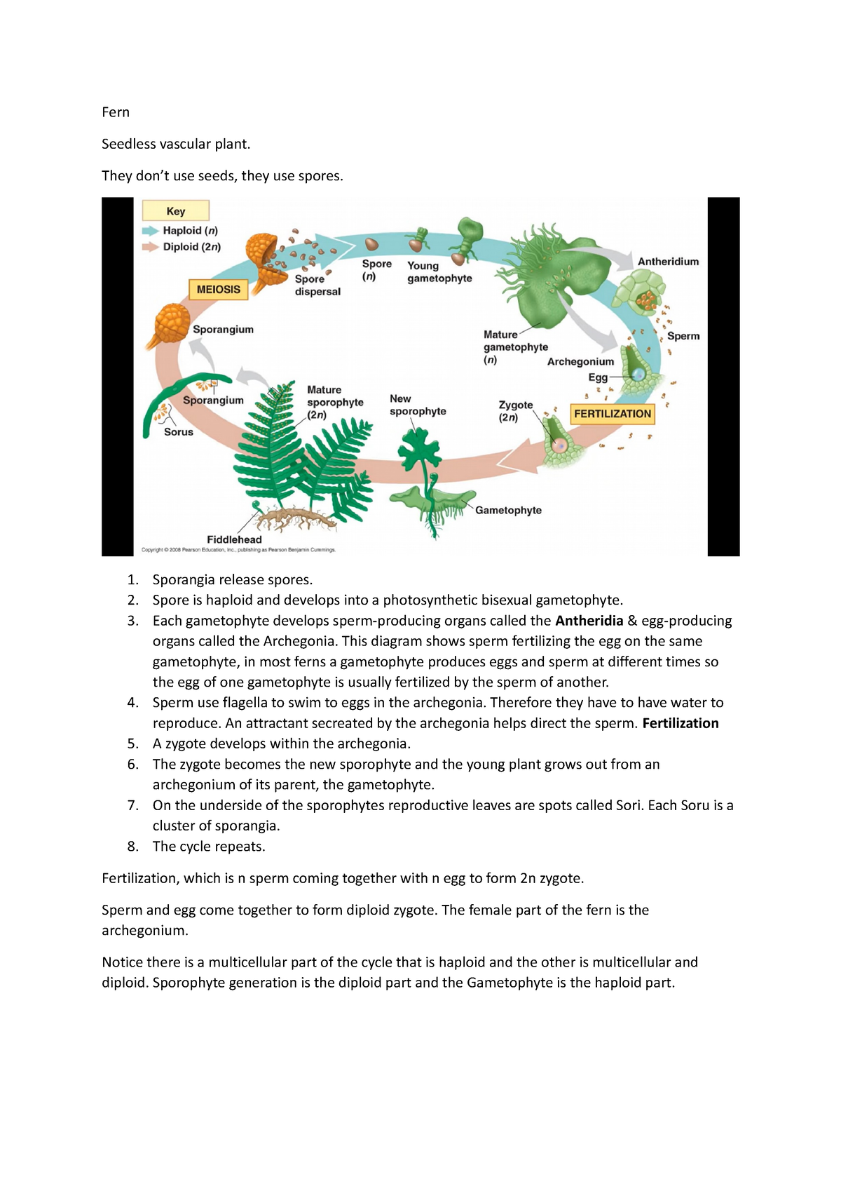 Fern life cycle - Fern Seedless vascular plant. They don’t use seeds ...