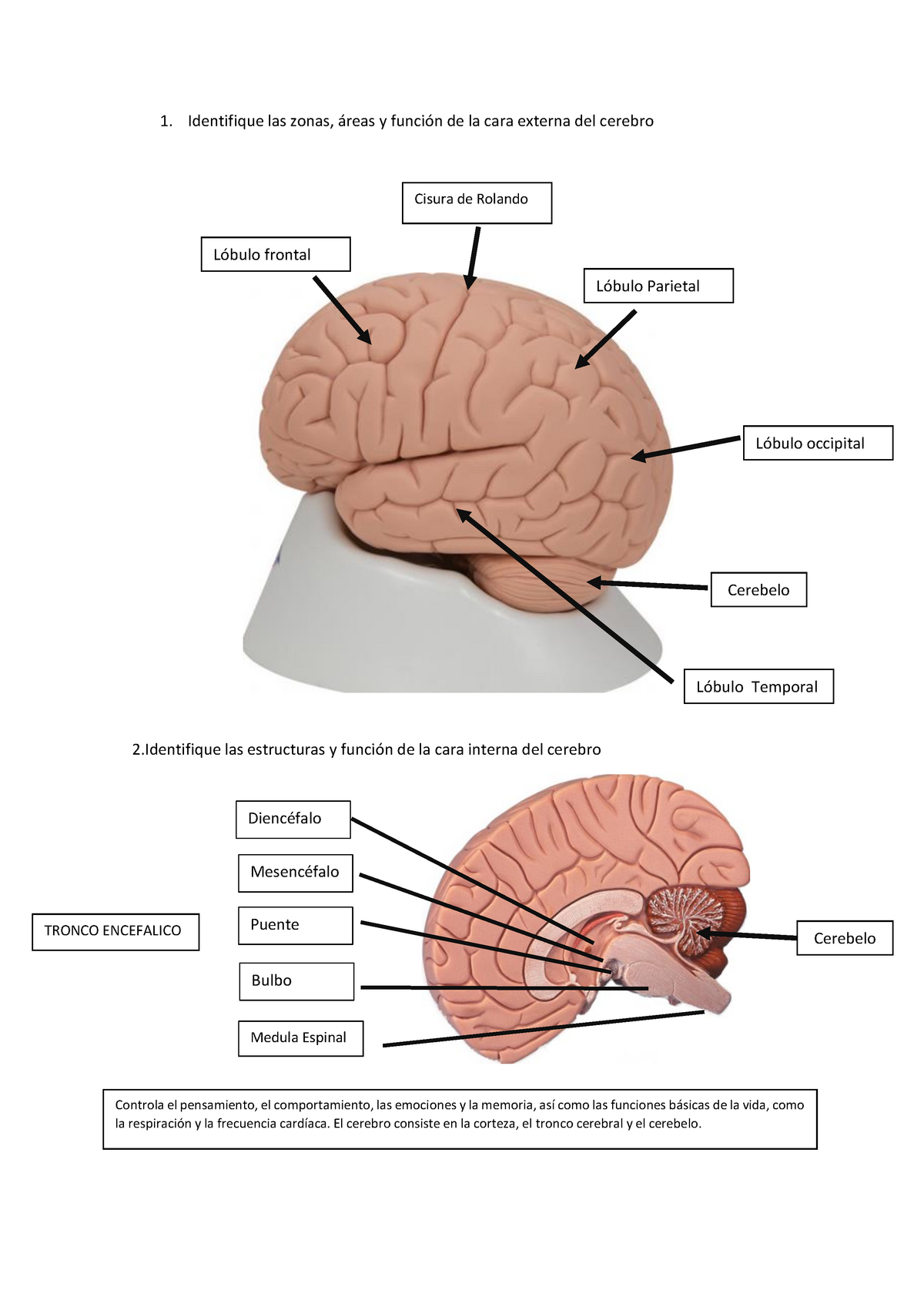 Partes Del Cerebro Identifique Las Zonas áreas Y Función De La Cara Externa Del Cerebro 2 Las 1960