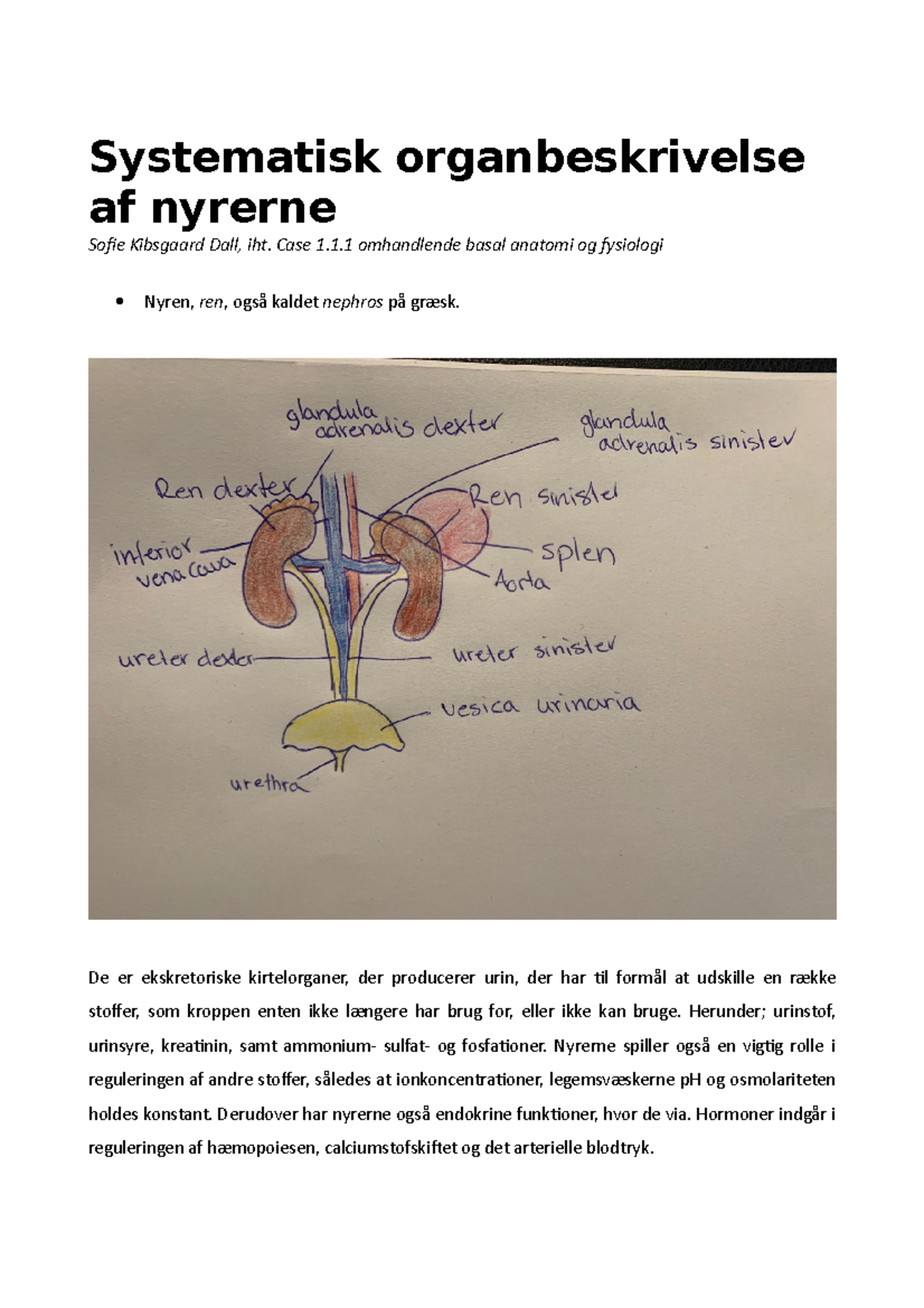 Systematisk Organbeskrivelse Af Nyrerne, Anatomi - Introduktion Til ...