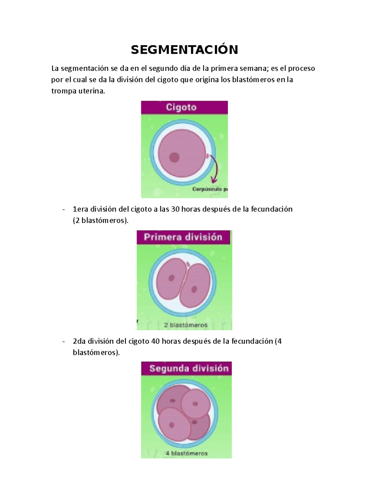 Segmentación - SEGMENTACIÓN La Segmentación Se Da En El Segundo Día De ...