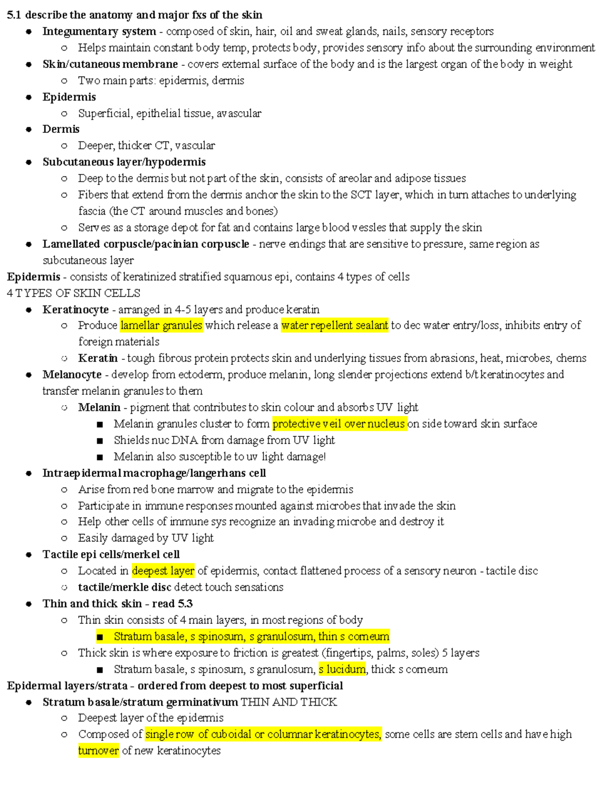 Chapter 5 - Integumentary System - 5 describe the anatomy and major fxs ...
