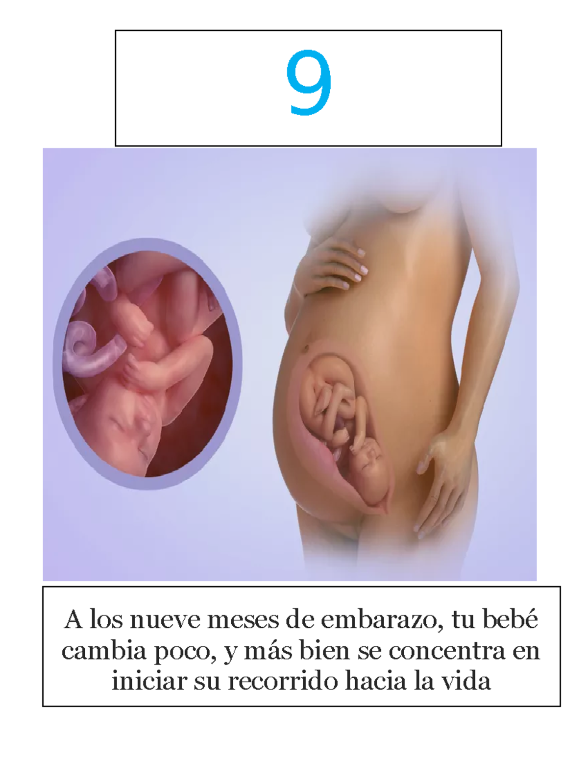Etapas Del Embarazo Medicina Interna Url Studocu