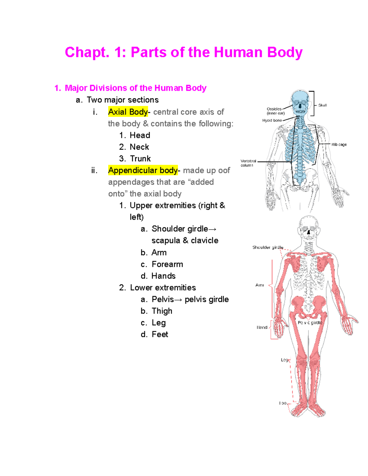 Anatomy- Chpt. 1 - Chapter Notes - Chapt. 1: Parts Of The Human Body 1 ...