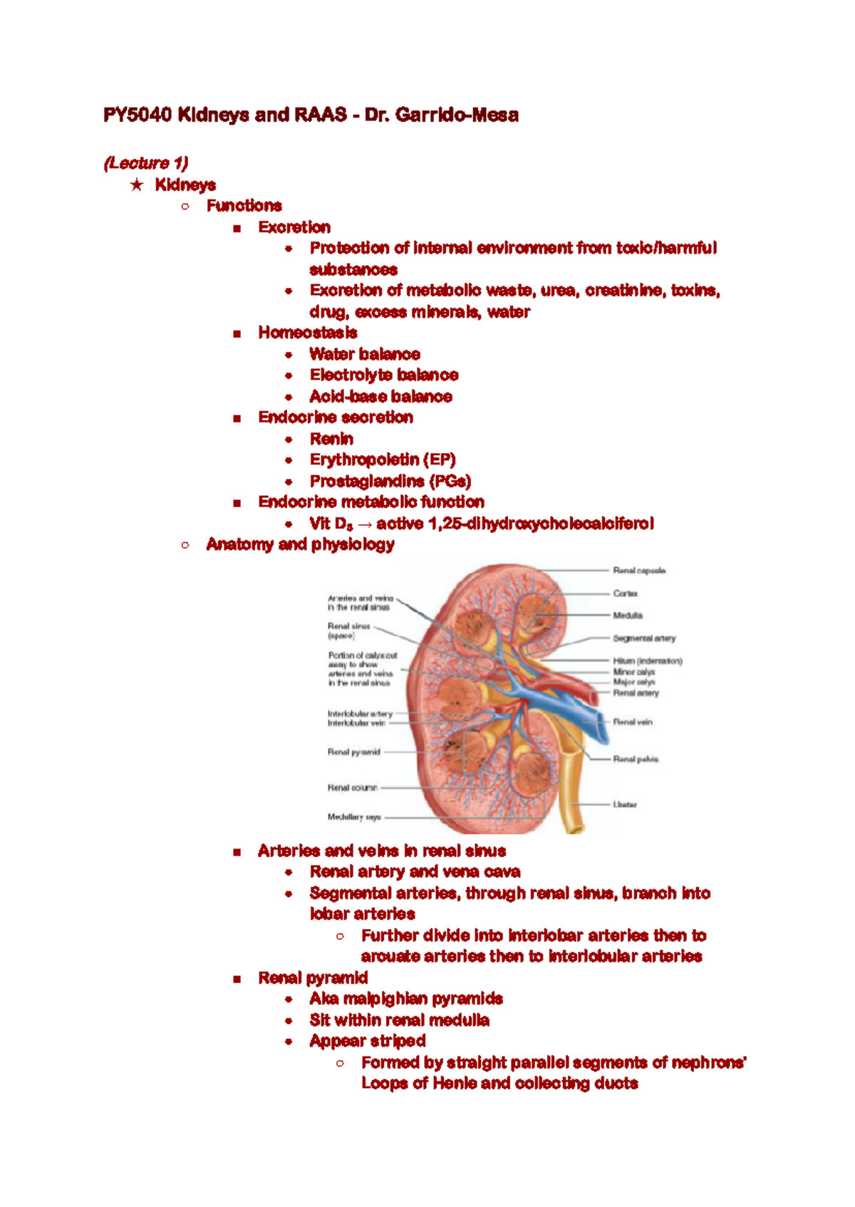 PY5040 Kidneys and RAAS - Dr Garrido-Mesa 22/23 - PY5040 Kidneys and ...
