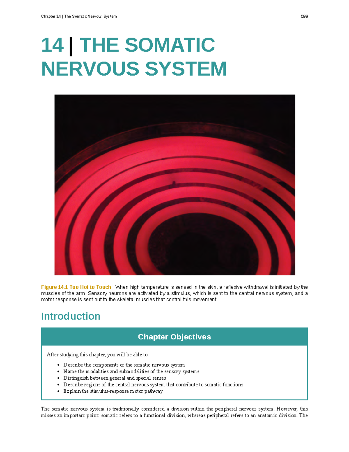 chapter-14-text-14-the-somatic-nervous-system-figure-14-too-hot