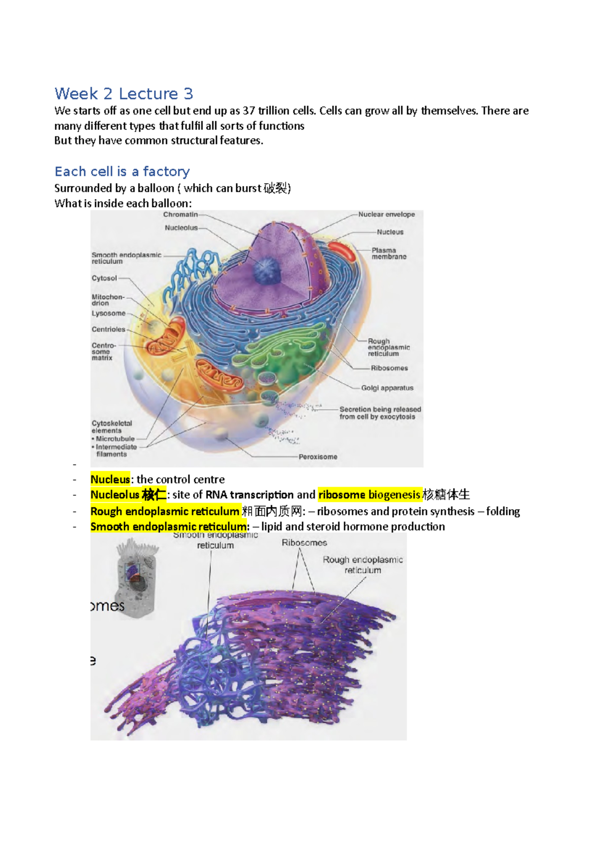 Week 2 Lecture 3 - cell components - Week 2 Lecture 3 We starts off as ...