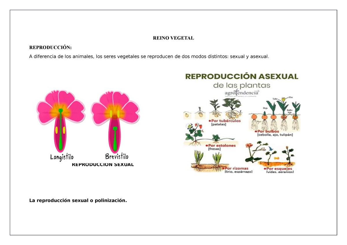 Reino Vegetal Y Vegetal Jonathan Reino Vegetal ReproducciÓn A
