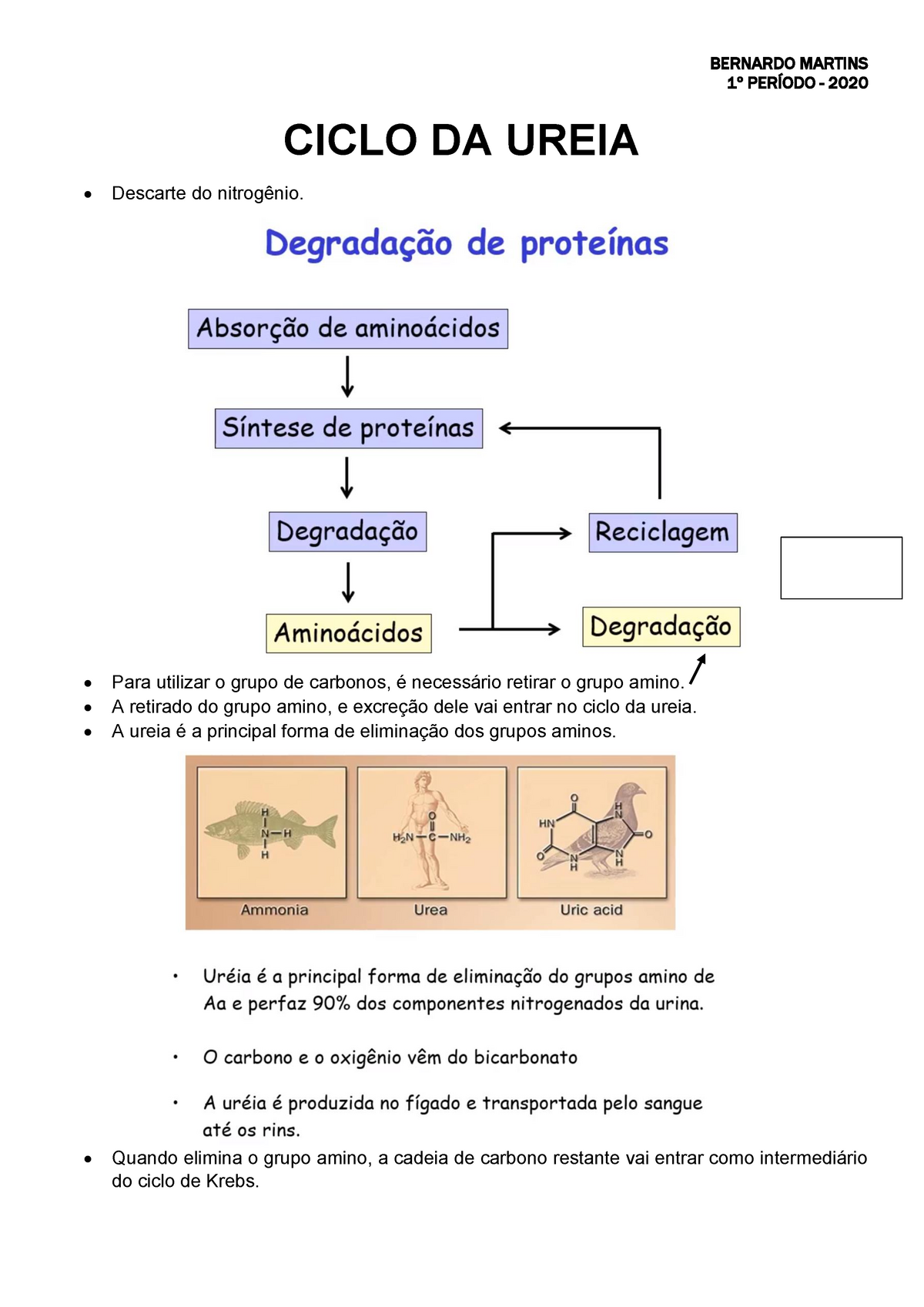 Ciclo Da Ureia Per Odo Ciclo Da Ureia Descarte Do Nitrog Nio Para Utilizar O Grupo