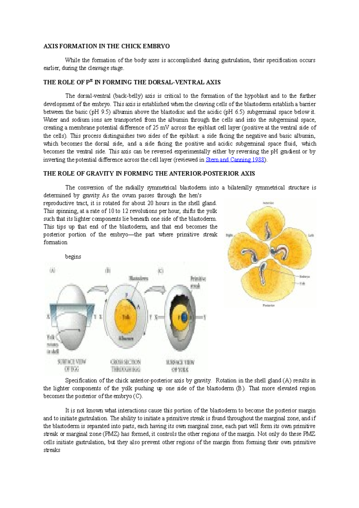 Axis Formation In The Chick Embryo - AXIS FORMATION IN THE CHICK EMBRYO ...