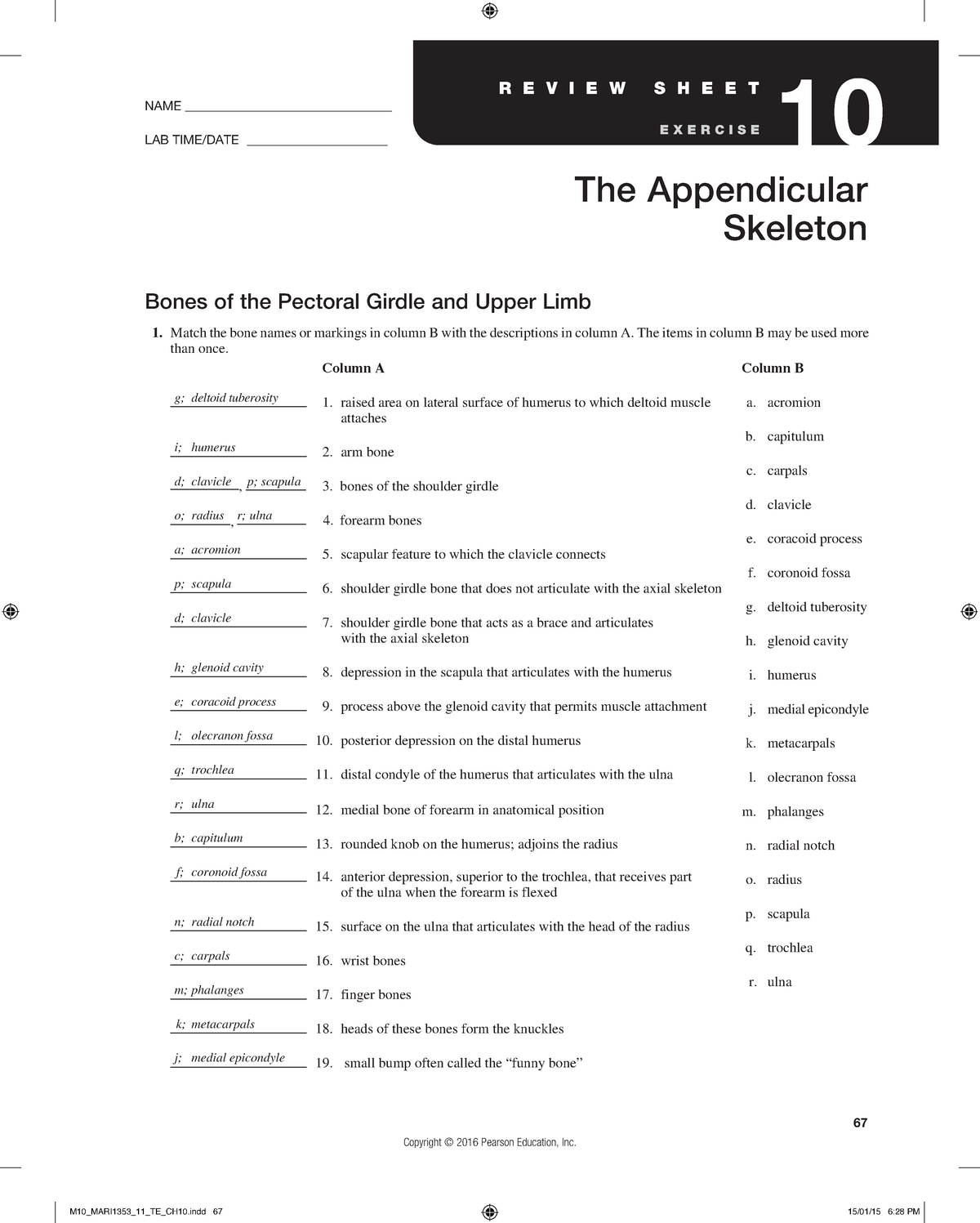 Exercise 11 - Appendicular Skeleton - BIOL 2011 - Human Anatomy Regarding Appendicular Skeleton Worksheet Answers