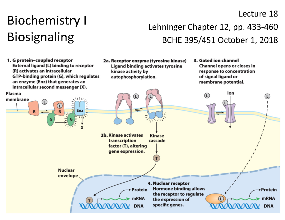 Biosignaling Lecture - Biochemistry I Biosignaling Lecture 18 Lehninger ...