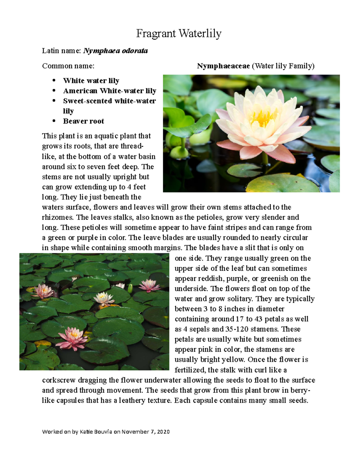 Fragrant Water - This is a short essay about an assigned invasive ...