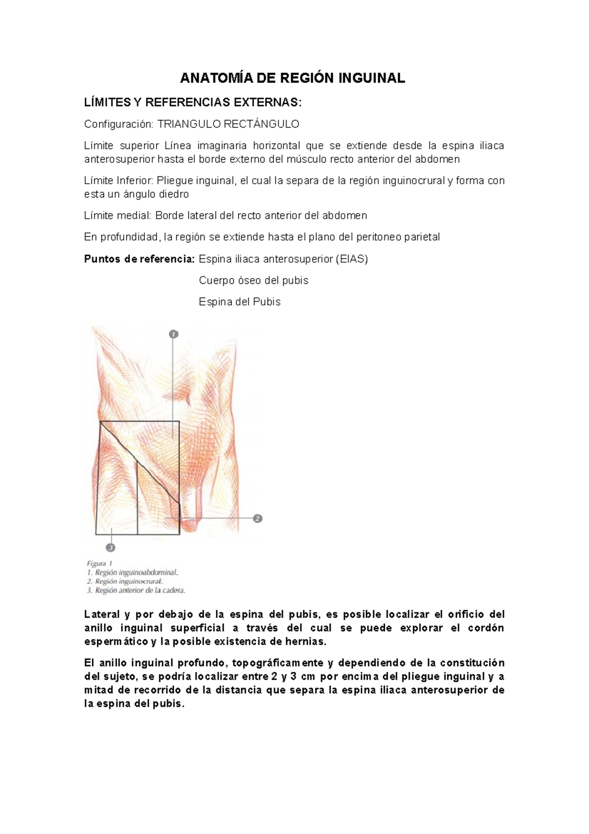 Anatomía de Región Inguinal - ANATOMÍA DE REGIÓN INGUINAL LÍMITES Y ...