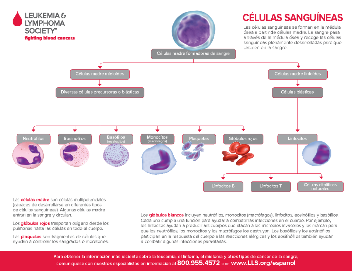 Triptico Hematologia CÉlulas SanguÍneas Las Células Sanguíneas Se Forman En La Médula ósea A 4224