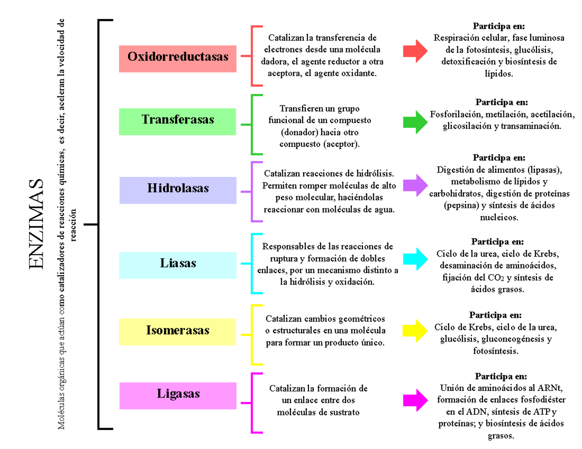 Enzimas - Catalizan la transferencia de electrones desde una molécula ...