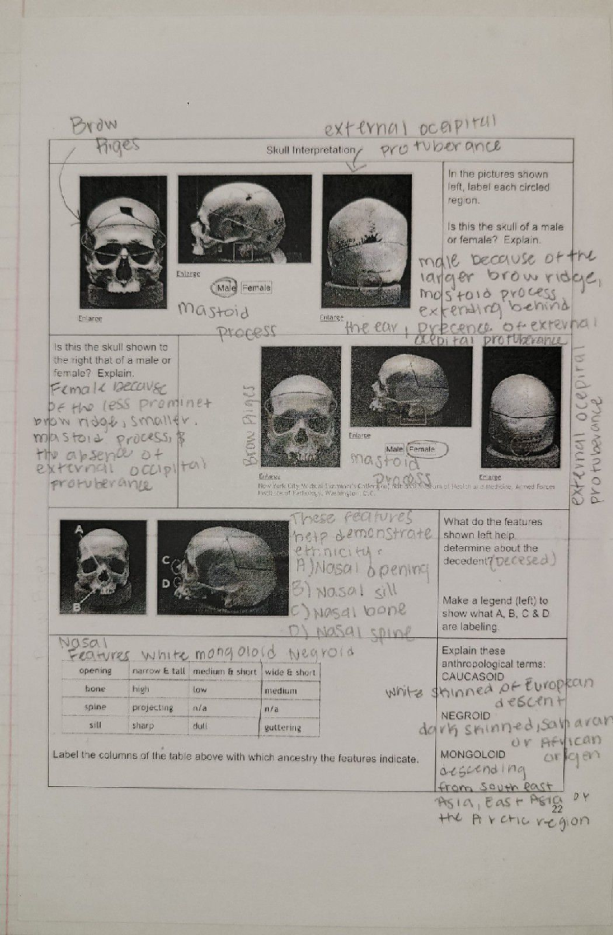 Skull Interpretation Notes - BMED3104 - Studocu