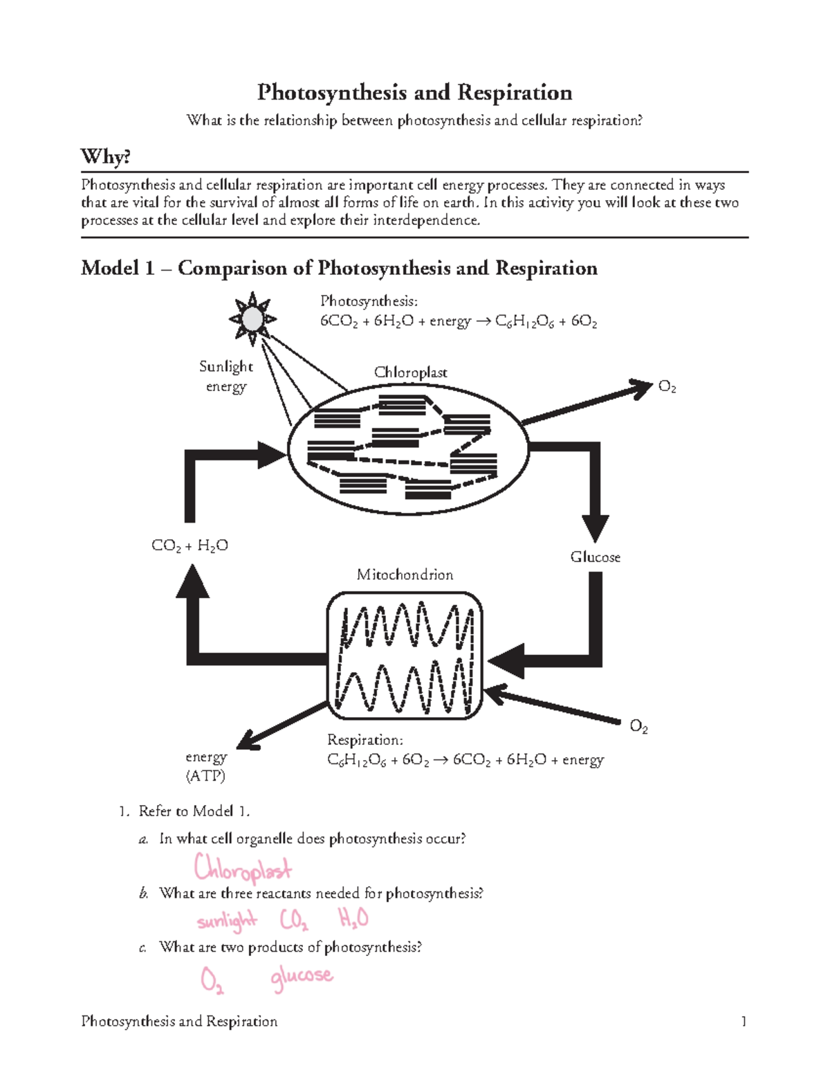 Practice%3A+Photosynthesis+and+Respiration - Photosynthesis and ...