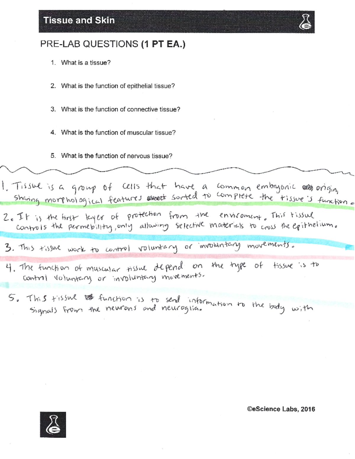 Lab 5 Tissues & Skin with fetal pig BIOL 1134 Studocu