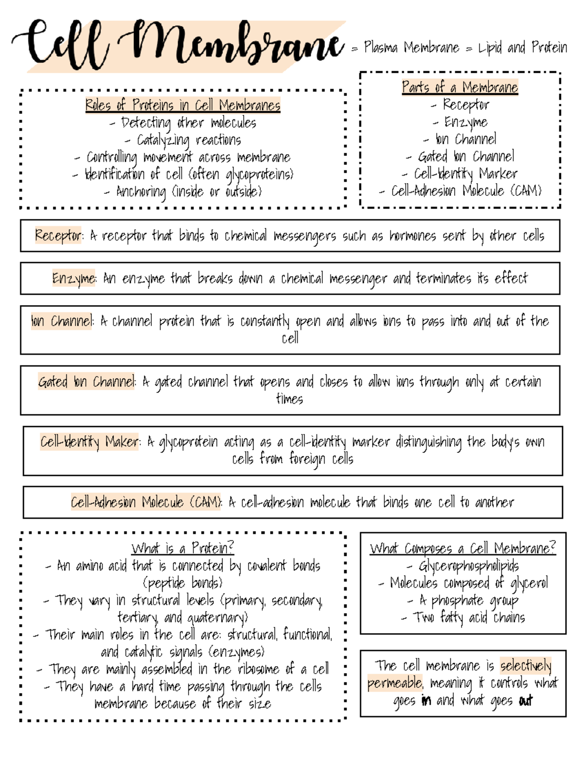 BIOL 260 - The Cell Membrane and It's Functions - = Plasma Membrane ...