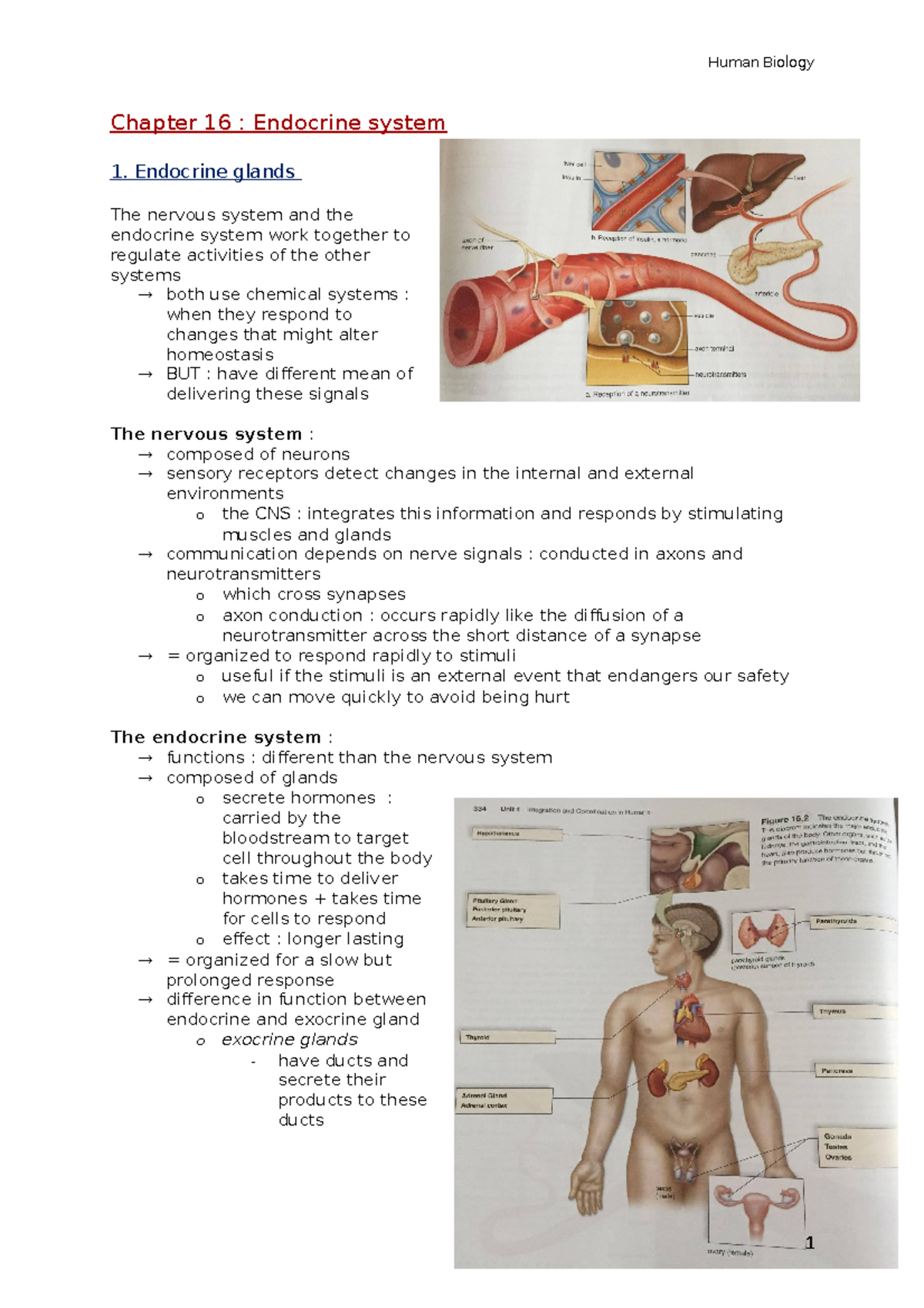 Chapter 16 - Samenvatting Human Biology - Human Biology Chapter 16 ...