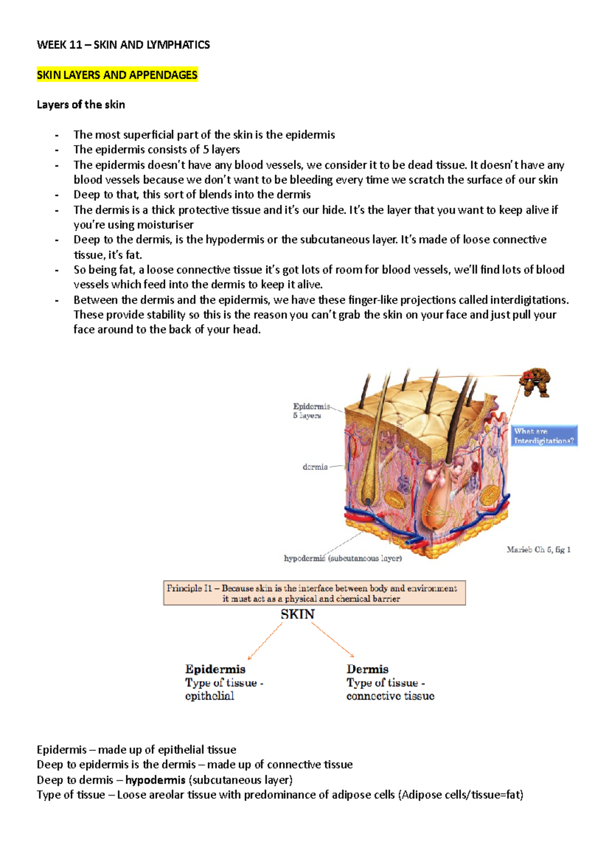 week 11 skin lecture notes - WEEK 11 – SKIN AND LYMPHATICS SKIN LAYERS ...