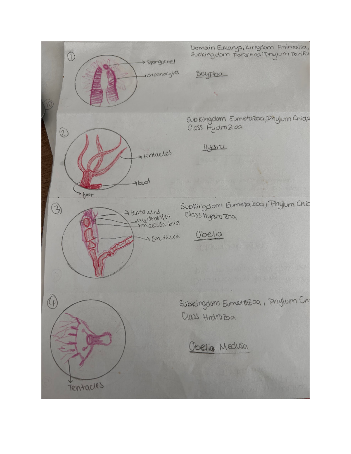 Lab Notebook 2- Lab Exam 2 - I Domain Eukarya, Kingdom Animalia ...