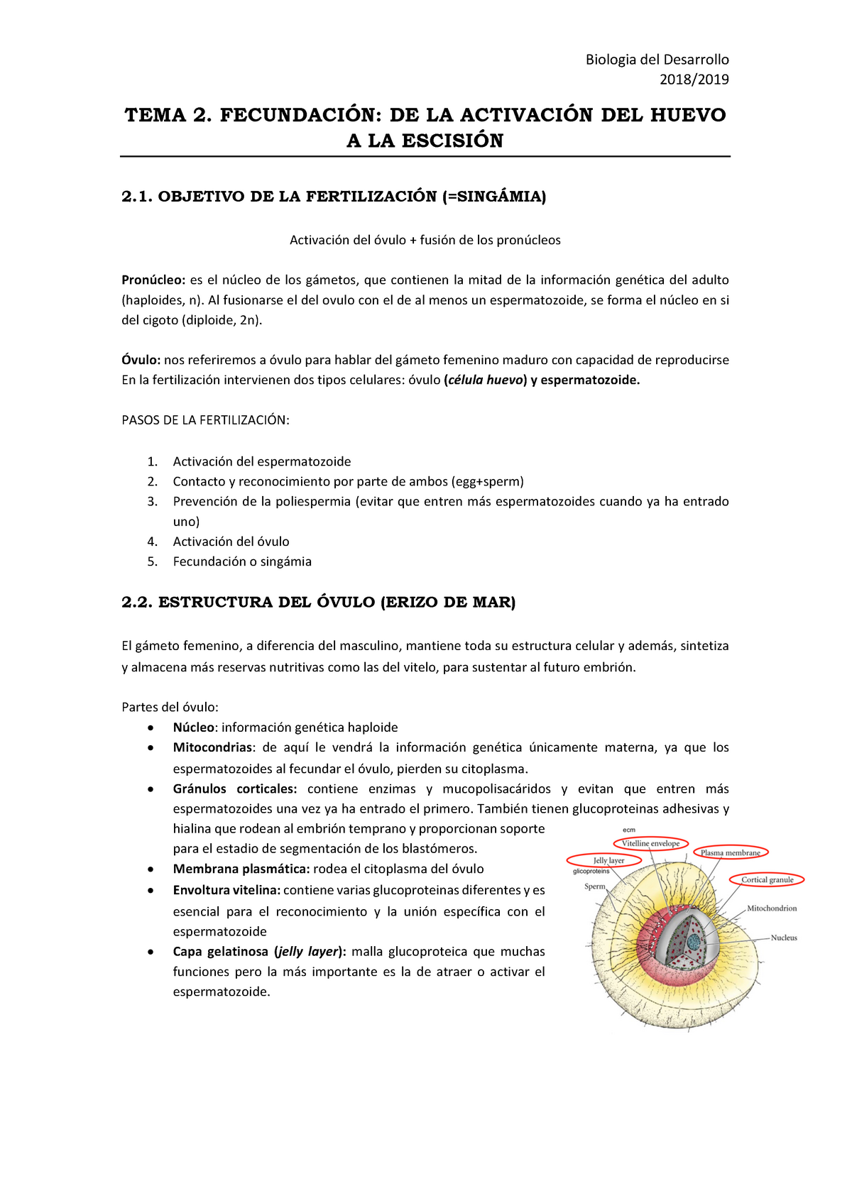 B Del Desarrollo Tema 2 Virologia Studocu