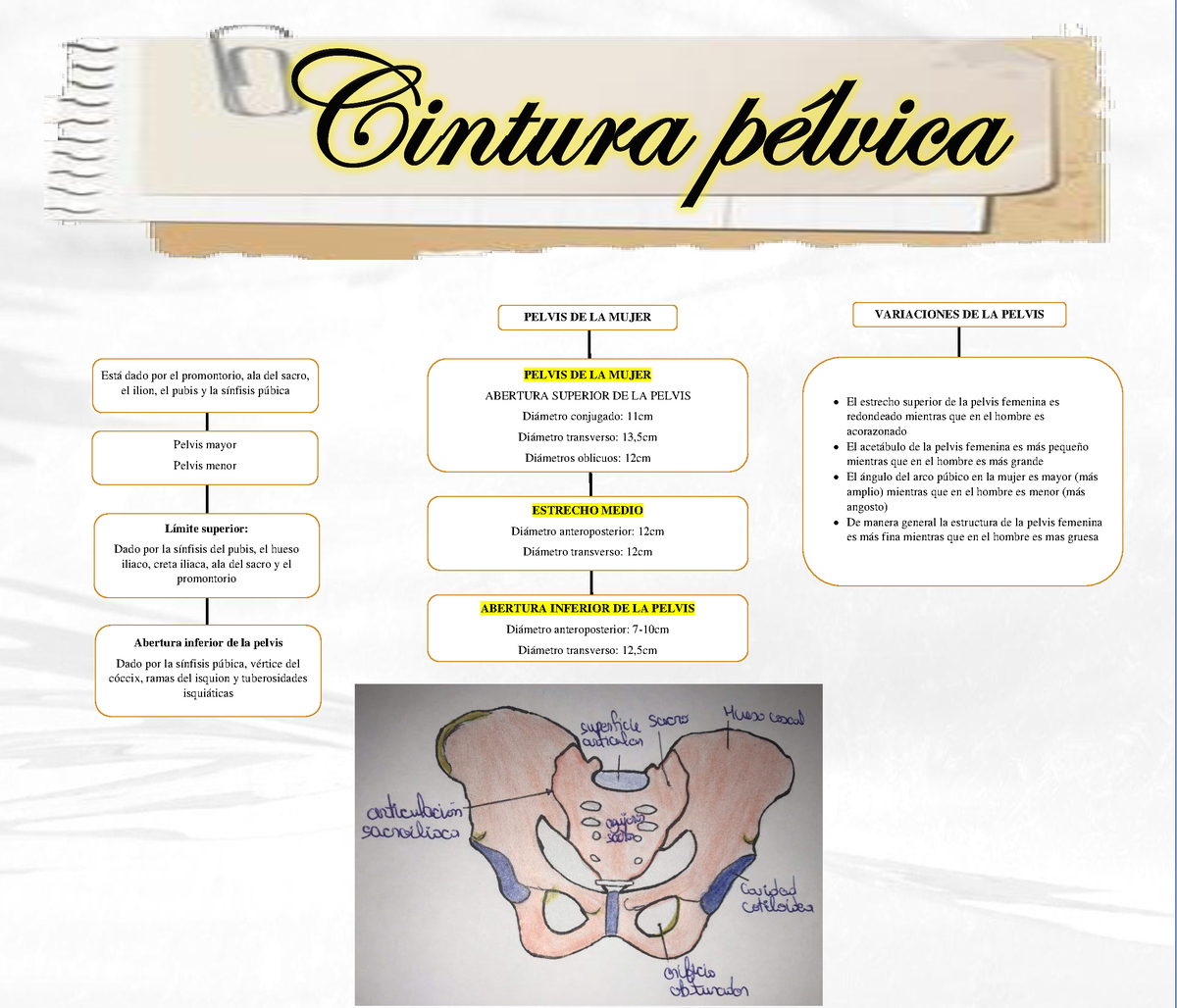 SOLUTION: Cintura pelvica dra cifuentes - Studypool
