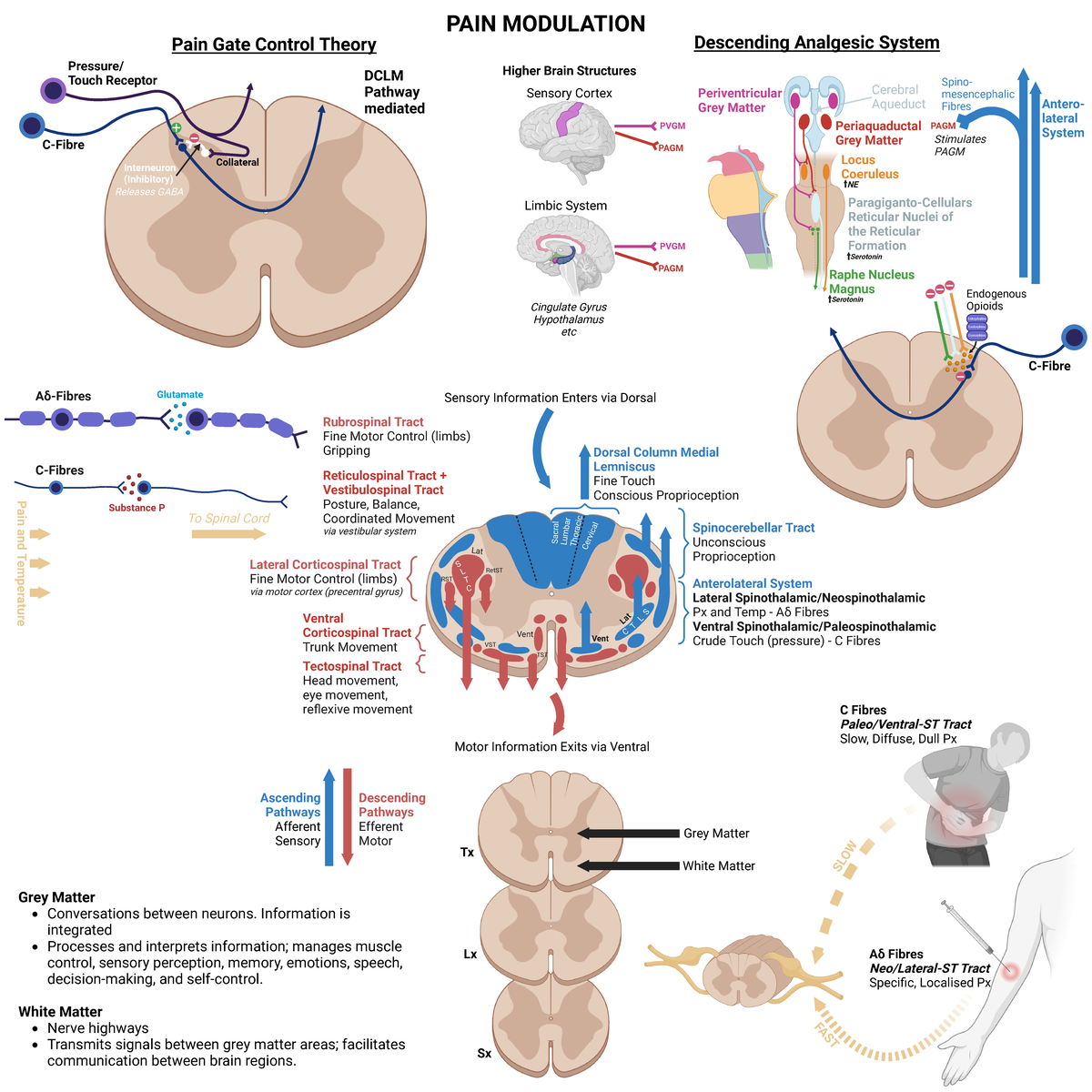 PAIN Modulation - Biorender - Grey Matter Conversations between neurons ...