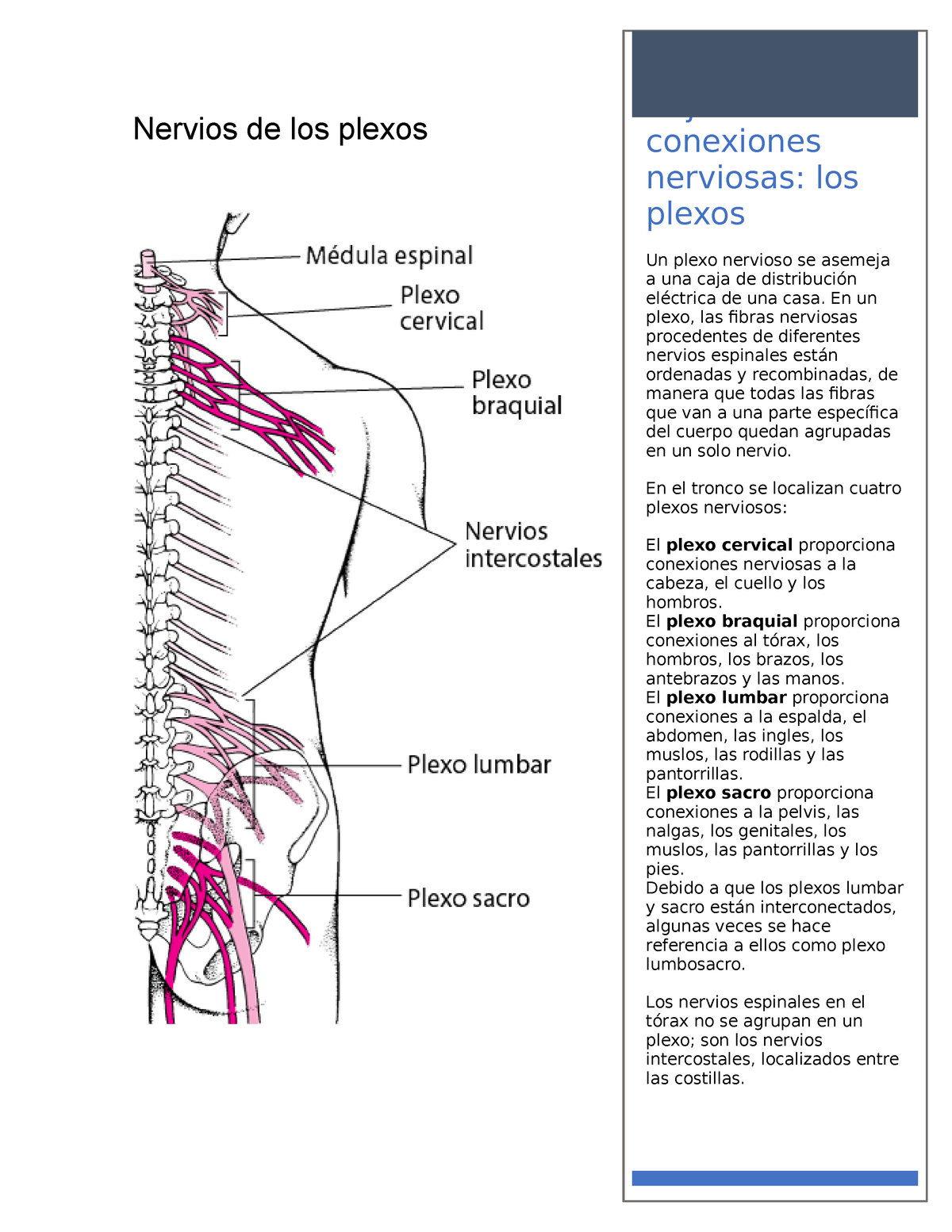 plexo de los nervios espinales